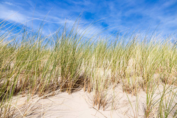istock Duinen en strand met blauwe lucht als achtegrond 1014422032