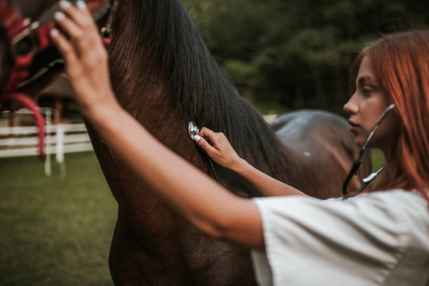 istock Vet and horse 1014422076
