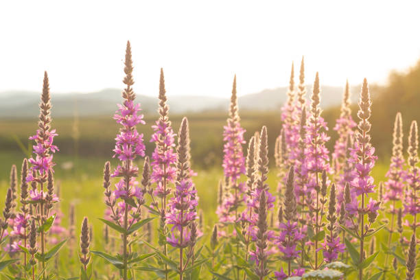 Beautiful purple loosestrife wildflower on meadow at sunset of summer day Photo is taken with full frame dslr camera outdoors lythrum salicaria purple loosestrife stock pictures, royalty-free photos & images