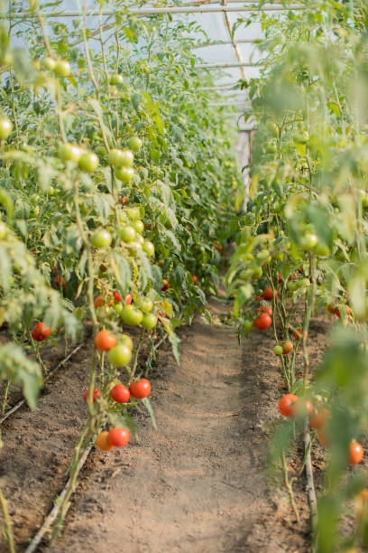 istock Tomatoes ripening in greenhouse 1014425224