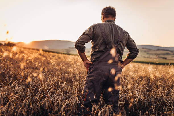 Farmer enjoying in sunset One man, senior farmer standing in the field alone, rear view. wheat ranch stock pictures, royalty-free photos & images