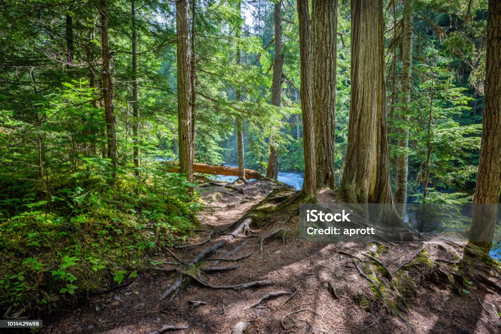 Robson River at the Kinney Lake Trail in Mount Robson Provincial Park, Canada British Columbia Stock Photo