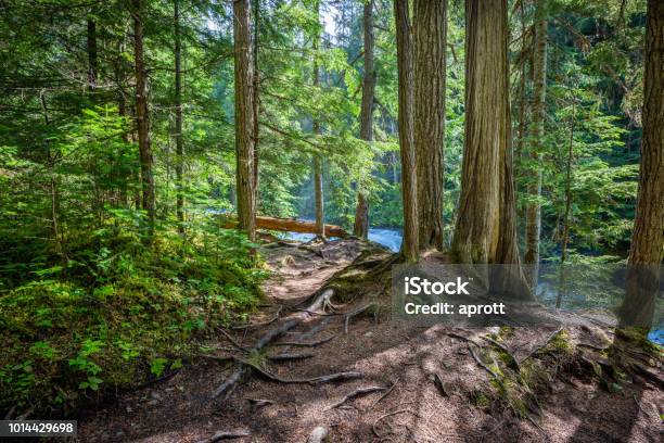 Robson River At The Kinney Lake Trail In Mount Robson Provincial Park Canada Stock Photo - Download Image Now