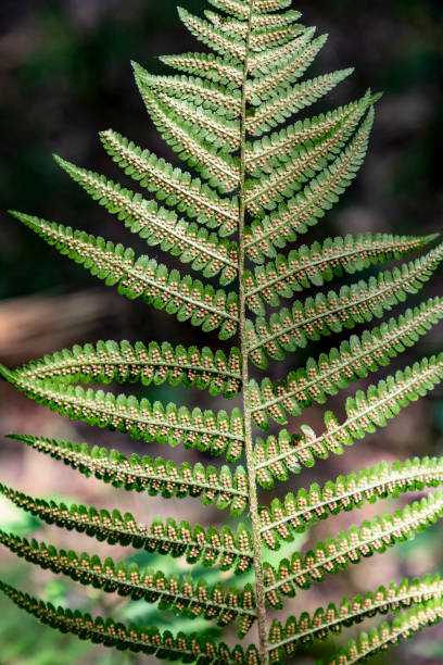 detail of green fern plant detail of green fern plant in forest tiefenbach stock pictures, royalty-free photos & images