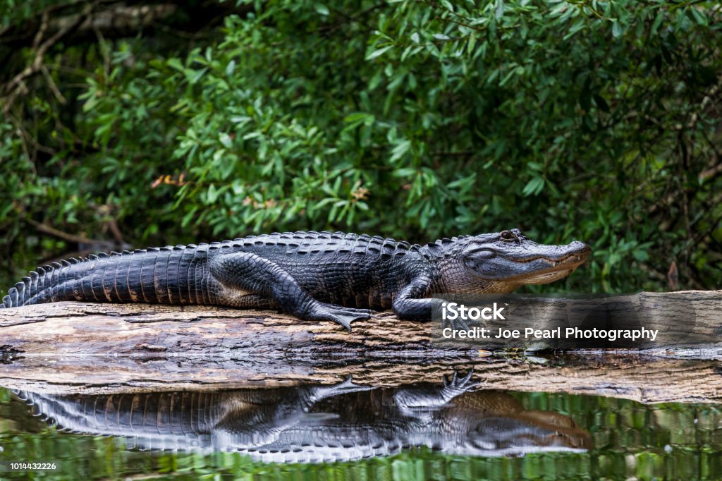 Erwachsene Alligator Sonnen auf einem Baumstamm - Lizenzfrei Alligator Stock-Foto