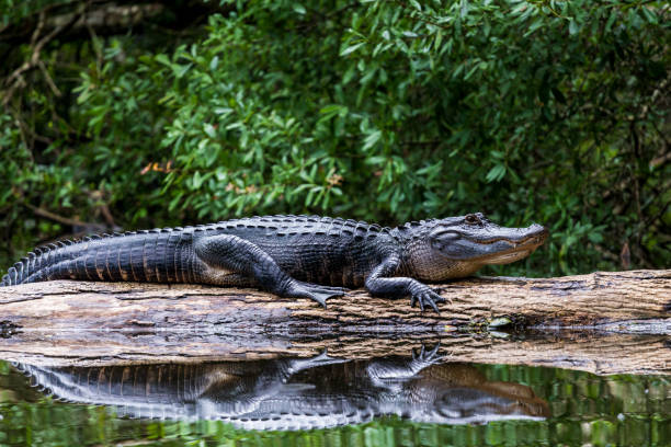 erwachsene alligator sonnen auf einem baumstamm - alligator stock-fotos und bilder