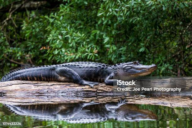 Erwachsene Alligator Sonnen Auf Einem Baumstamm Stockfoto und mehr Bilder von Alligator - Alligator, Everglades-Nationalpark, Florida - USA