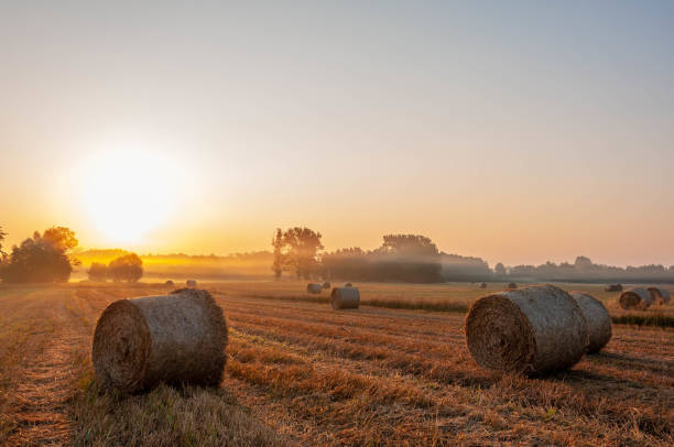 istock Morning field full of sun 2 1014432650