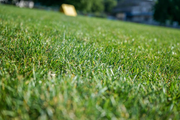 istock green grass meadow in summer 1014435852