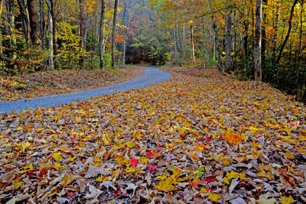 Fall leaves cover the ground along a narrow road.