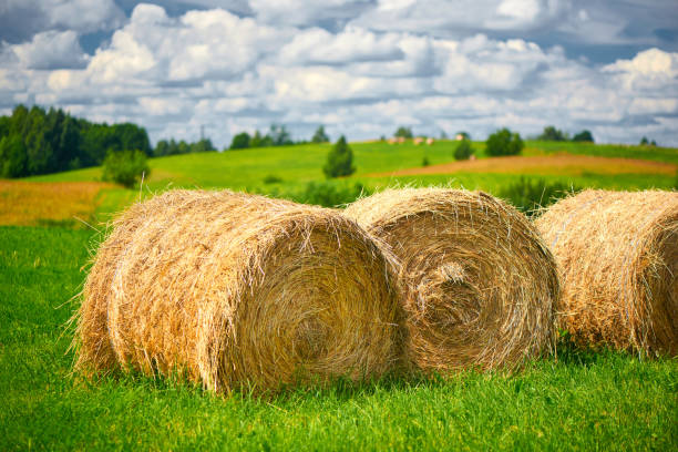 istock Straw roll on a green field with a beautiful sky. 1014441538