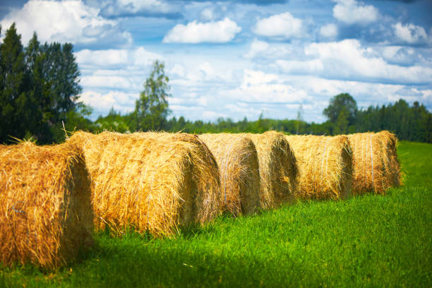 istock Straw roll on a green field with a beautiful sky. 1014441558