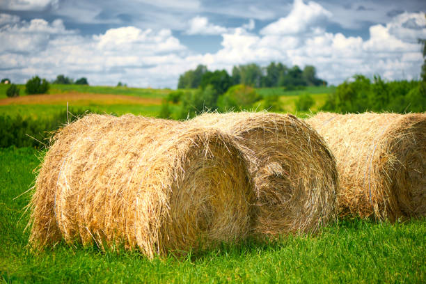 istock Straw roll on a green field with a beautiful sky. 1014441738