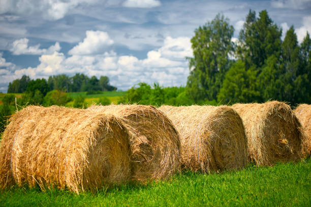 istock Straw roll on a green field with a beautiful sky. 1014441778