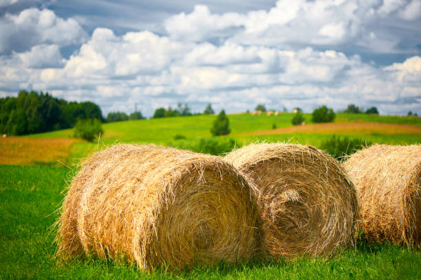 istock Straw roll on a green field with a beautiful sky. 1014441794