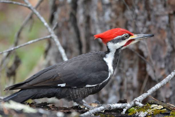 dzięcioł kumulowany - pileated woodpecker animal beak bird zdjęcia i obrazy z banku zdjęć