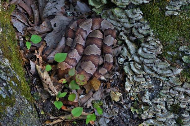 Copperhead Copperhead snake in the Smoky Mountains southern copperhead stock pictures, royalty-free photos & images