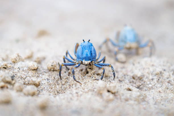 Two Blue crabs walking on the white beach of Siquijor, Philippines, Asia Two small Blue crabs walking on the white beach of Siquijor, Philippines, Asia siquijor island stock pictures, royalty-free photos & images