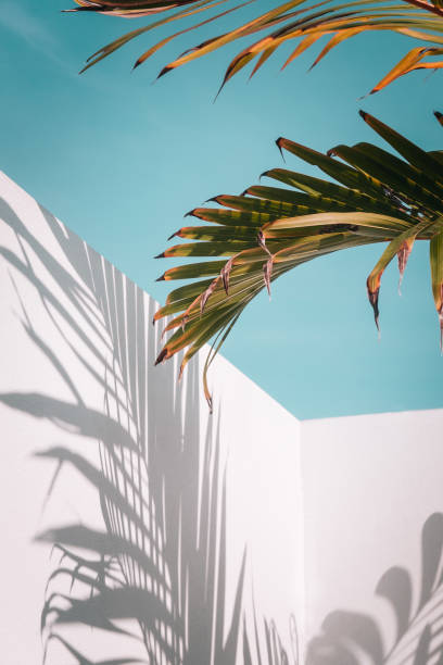 istock Palm leaves on turquoise sky and white wall 1014454084
