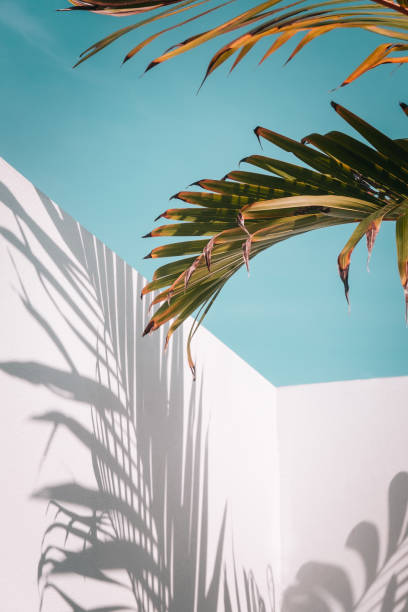 Palm leaves on turquoise sky and white wall stock photo