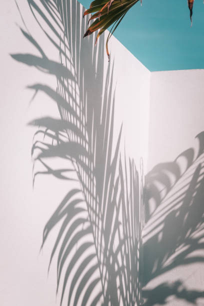 Palm leaves on turquoise sky and white wall
