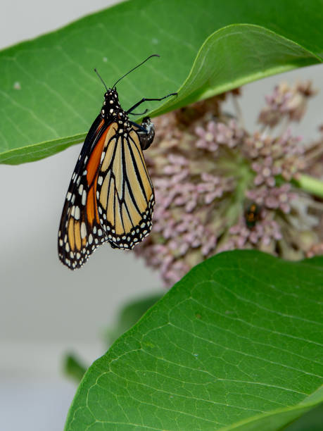 una mariposa monarca se cuelga en una hoja de algodoncillo - 5601 fotografías e imágenes de stock