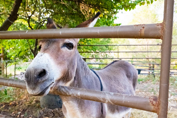 istock Donkeys in a Pen at a Farm 1014458842