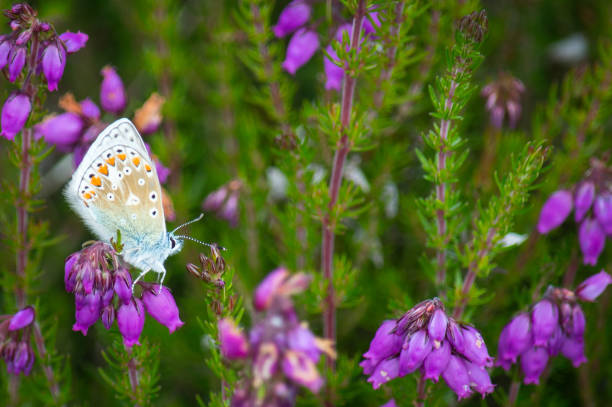 Polyommatus icarus butinant