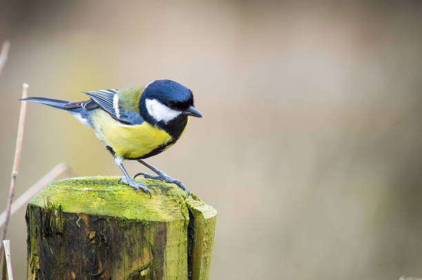istock Great tit perched on a wooden post 1014461544