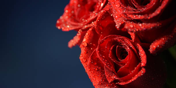 istock Red Roses. Wedding background. Valentines Day. 1014461878
