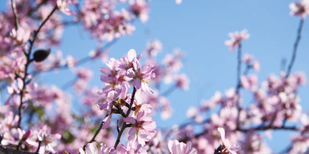 istock Almond blossom. Spring background. Spain. Altea 1014462234