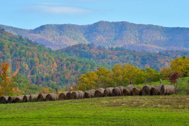 istock Rolled hay bales line up in a field under fall colors. 1014466050