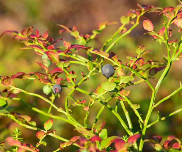istock Bilberry berry on a branch 1014466084
