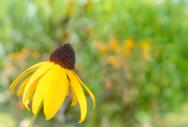 Rudbéckia flower against the background of green color