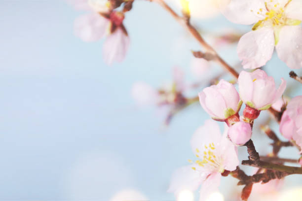 istock Spring background. Greeting card for Mother's Day, 8 March, Birthday, Teacher's Day, Easter 1014473978