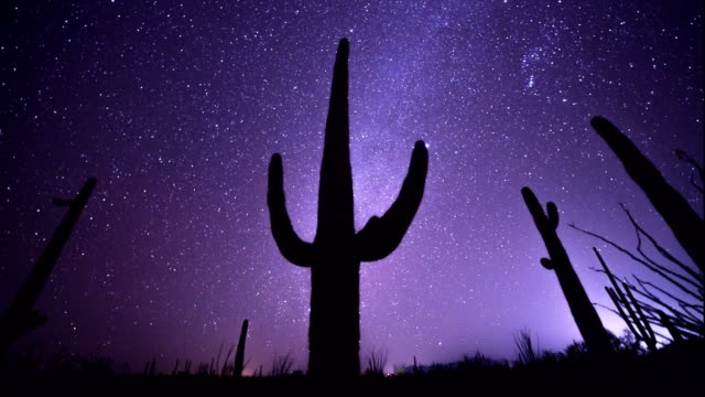 astro time lapse of a saguaro cactus in the sonoran desert of arizona