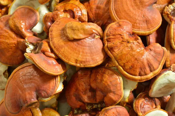 Photo of Pile of  fresh Lingzhi mushroom. (Ganoderma Lucidum). Chinese traditional medicine and nutritive value.