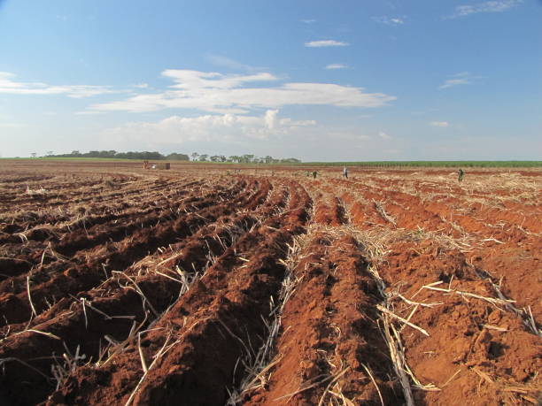 istock Suga cane manual planting 1014480580