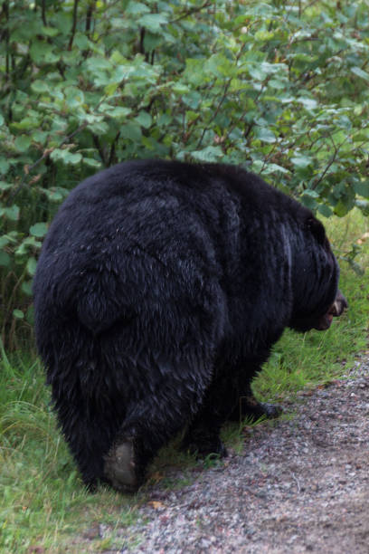 istock American Black Bear in a forest of Canada 1014480758