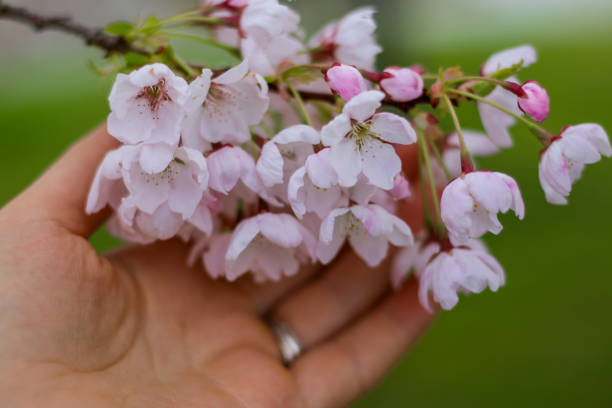 istock Japanese Cherry Blossoms in Canada 1014483480