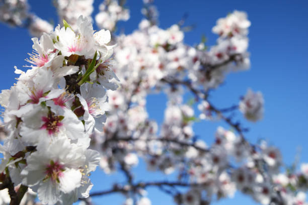 istock Almond blossom. Spring background. Spain. Altea 1014486148