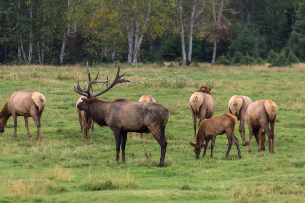 istock Northern Elk in a forest of Canada 1014486214