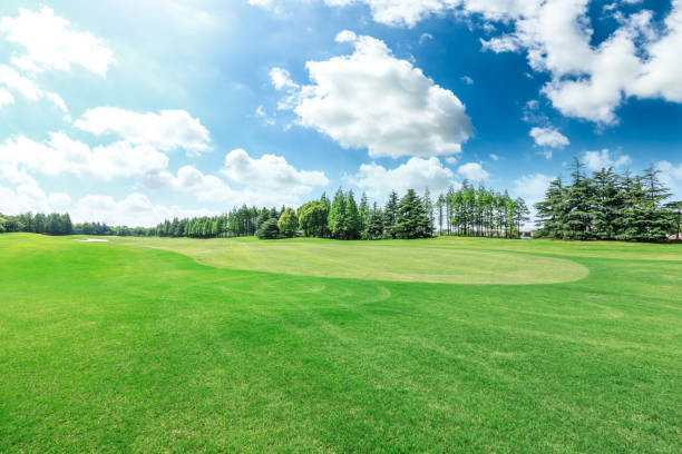 istock Green grass field and forest scenery 1014486260