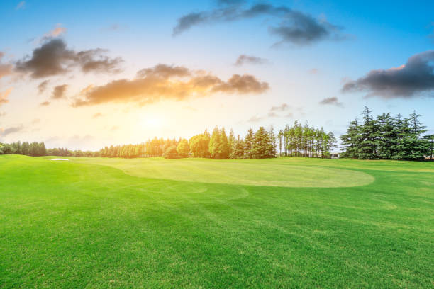 grünen rasen-feld und wald-landschaft - golf landscape golf course tree stock-fotos und bilder