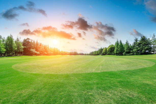 istock Green grass field and forest scenery 1014488800