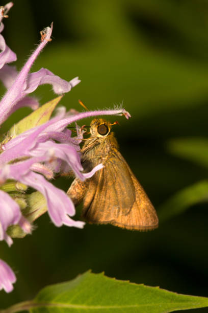 istock Small, gold skipper butterfly on bergamot flower. 1014493706