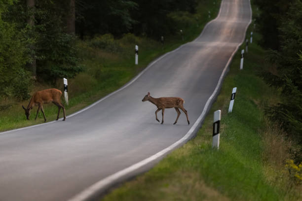 istock deer on country road 1014501904