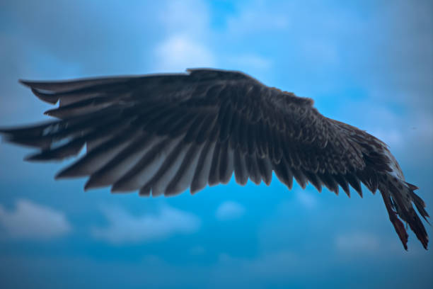 A seabird opens its wings widely.