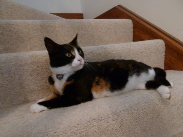 istock Orenishii on the stairs 1014518896