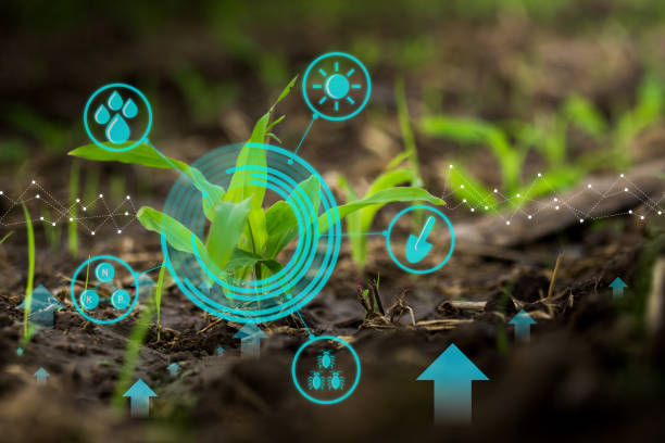 istock Growing young maize seedling in cultivated agricultural farm field with modern technology concepts 1014518930